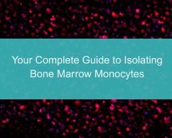 Your Complete Guide to Isolating Bone Marrow Monocytes - cover